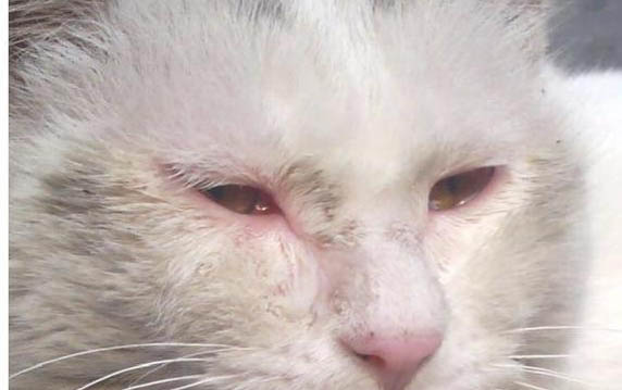 貓多長時間洗一次澡