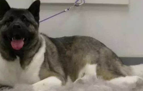 犬瘟呼吸急促是后期嗎