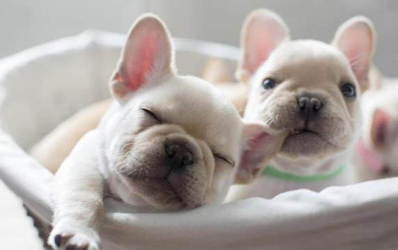 法斗和斗牛犬的區(qū)別