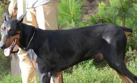 杜賓犬和比特犬哪個厲害