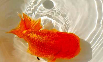 紅金魚身上變黑是怎么了