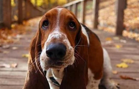巴吉度犬為什么突然不愛吃東西？