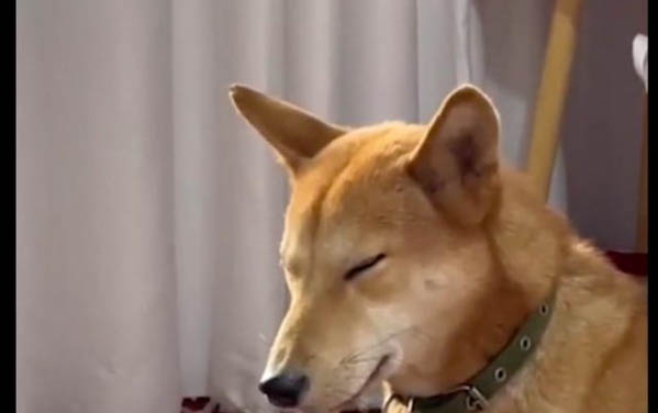 狗狗出生多久打疫苗