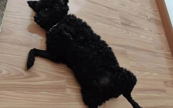 泰迪狗狗有球蟲有哪些癥狀