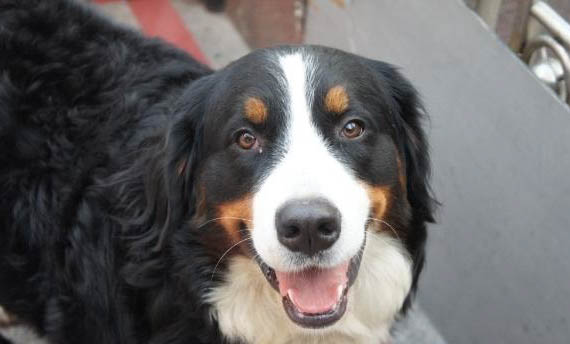 伯恩山犬哪里有賣