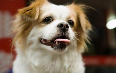 狗狗秋天容易得犬瘟嗎？