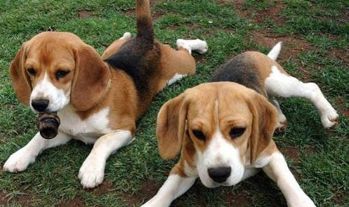 比格犬相當于人幾歲的智商？