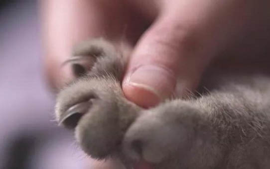 貓咪為什么不拉稀了
