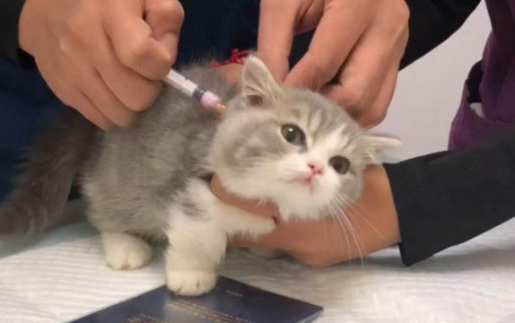 六個月的貓怎么看公母？