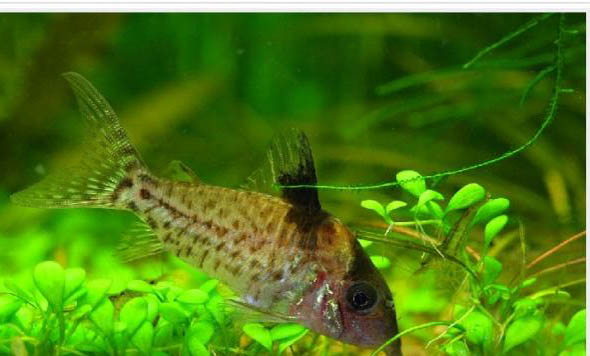 適合家養的五種觀賞魚