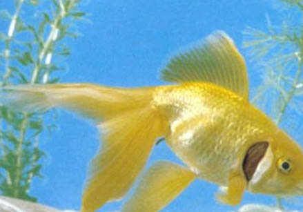 金魚會吃水草嗎