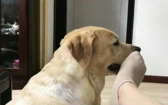 狗狗可以吃999感冒靈顆粒嗎