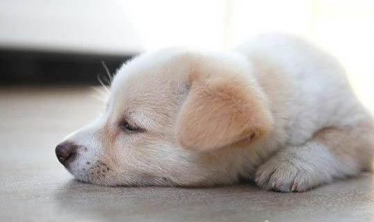 幼犬一天喝多少水
