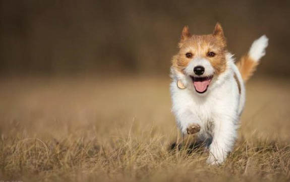 狗得犬瘟打多久的針