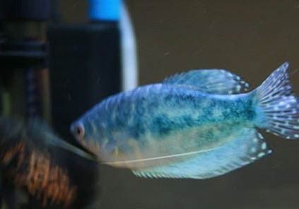 藍曼龍魚為什么會變黑?