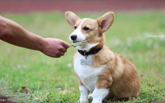 狗吃南瓜的好處和壞處