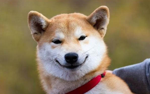 狗狗吃完驅蟲藥多久可以吃東西