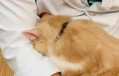 貓咪為什么會得黃疸性肝病呢