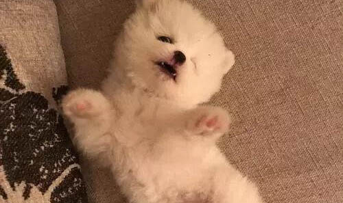 沒(méi)有狗證的狗怎么處理