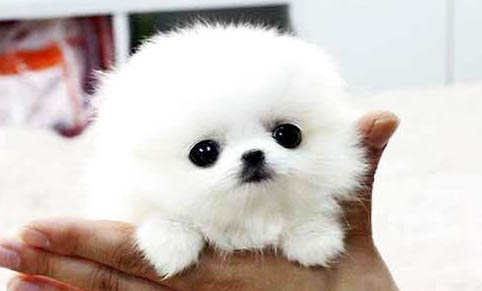 茶杯犬哪里有賣