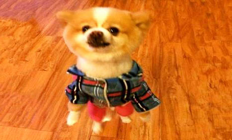 犬瘟用藥多久