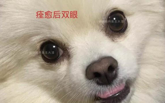 犬瘟中期到后期是多久