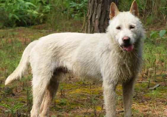 正宗下司犬多少錢一只圖片