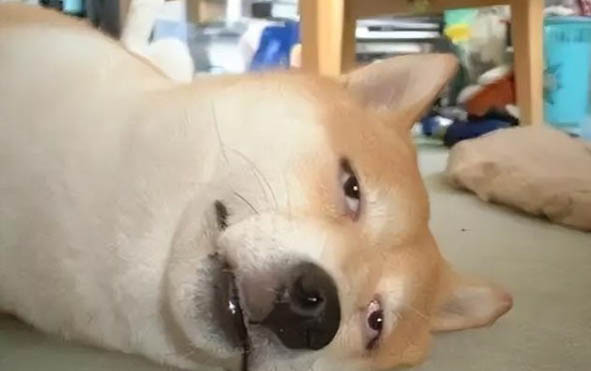 狗狗腿疼走路一瘸一拐吃什么藥？