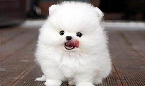 純種博美犬的特征有哪些