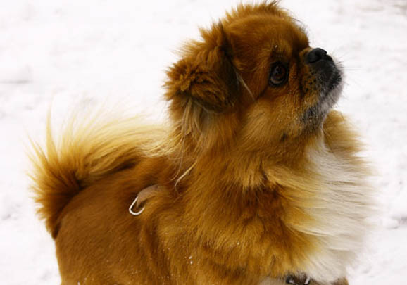 博伊金獵犬食欲不好