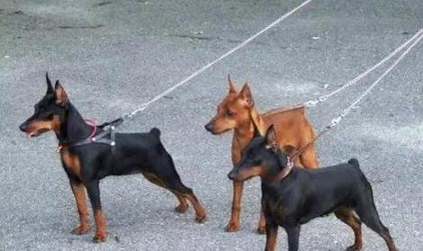 養一只小鹿犬運氣怎么樣