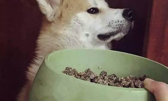 打了預防針的狗會有病毒嗎