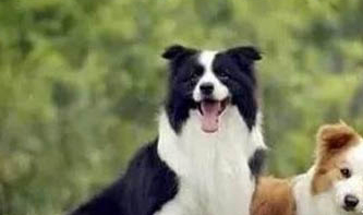 藍(lán)灣牧羊犬幼崽多少錢一只