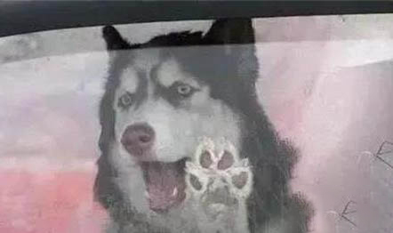 狗狗能吃石榴么？