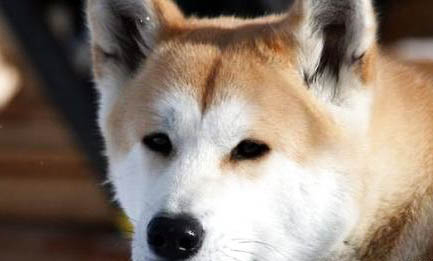 秋田犬和柴犬哪個(gè)好?
