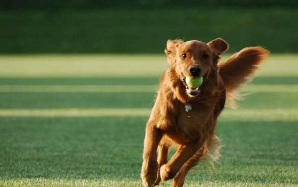 幼犬犬瘟可以存活多長時間