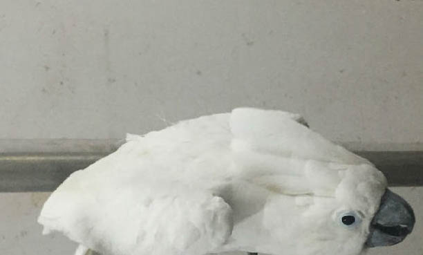 鸚鵡晚上睡覺要蓋開嗎