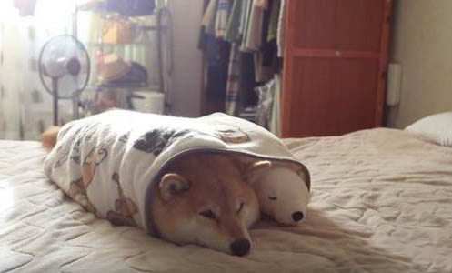 豆柴犬和柴犬哪個貴