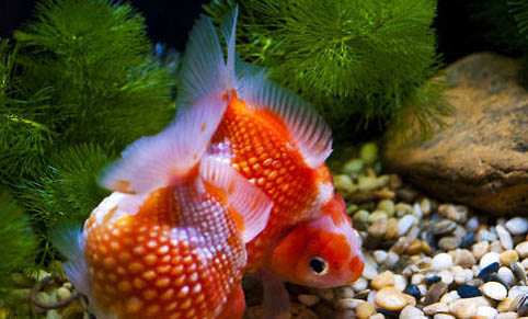 金魚可以長多大？