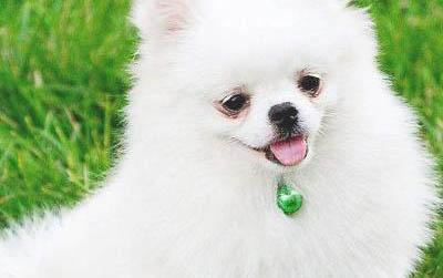 怎么教小狗尿尿