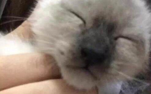 小貓咪為什么會踩奶??？