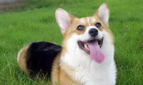 瑞典柯基犬和威爾士柯基的區別