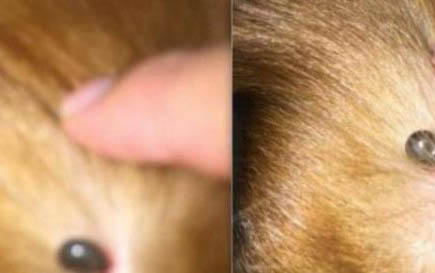 狗狗耳螨耳朵會疼嗎？