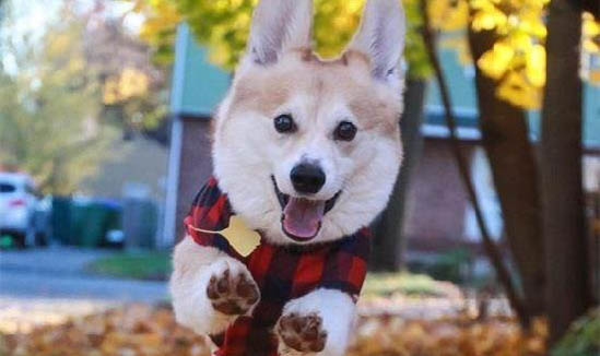 柯基犬多久驅蟲一次