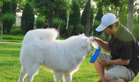 薩摩耶犬怎樣養