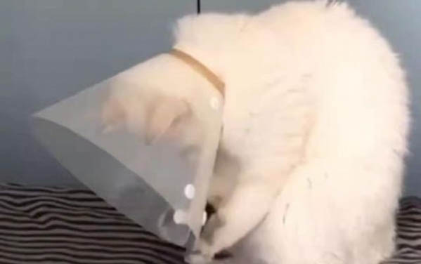 香茅精油對于貓咪來說有害嗎？