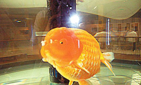 金魚為什么浮頭