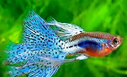 孔雀魚(yú)多大開(kāi)始發(fā)色？