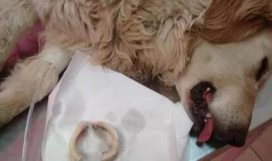 金毛犬不能吃哪些東西