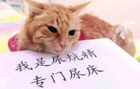 西安貓舍哪個好